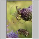 Enoplognatha lineata - Kugelspinne 01.jpg